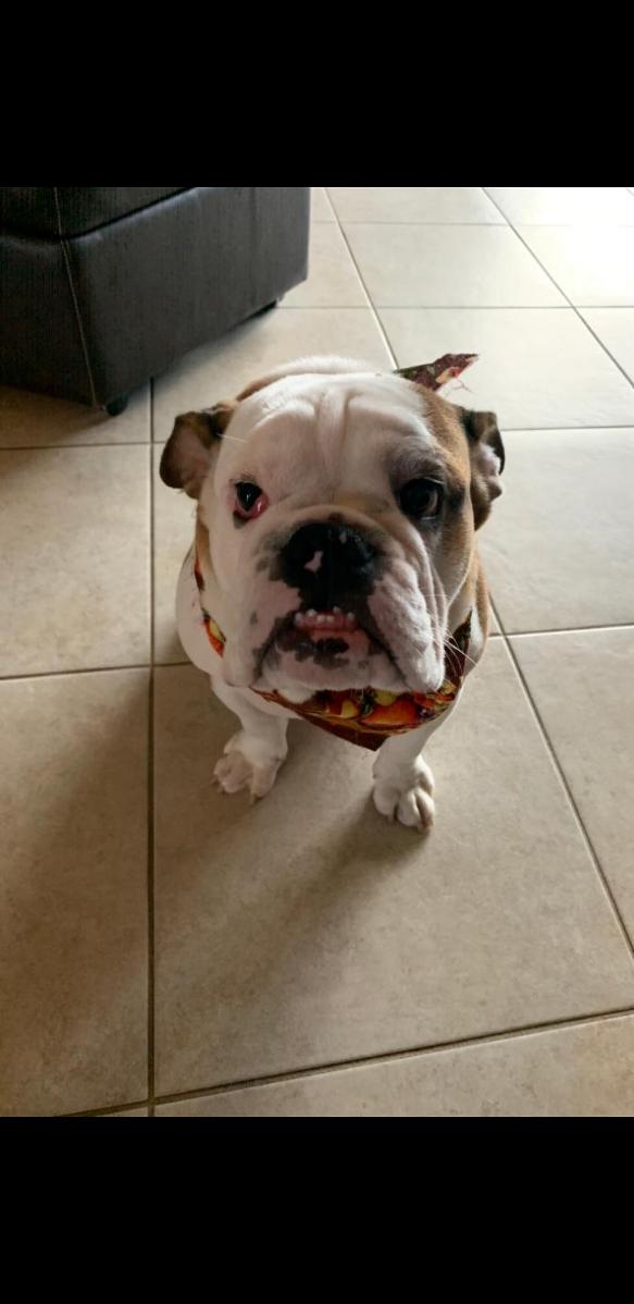 English bulldog looking for a new home