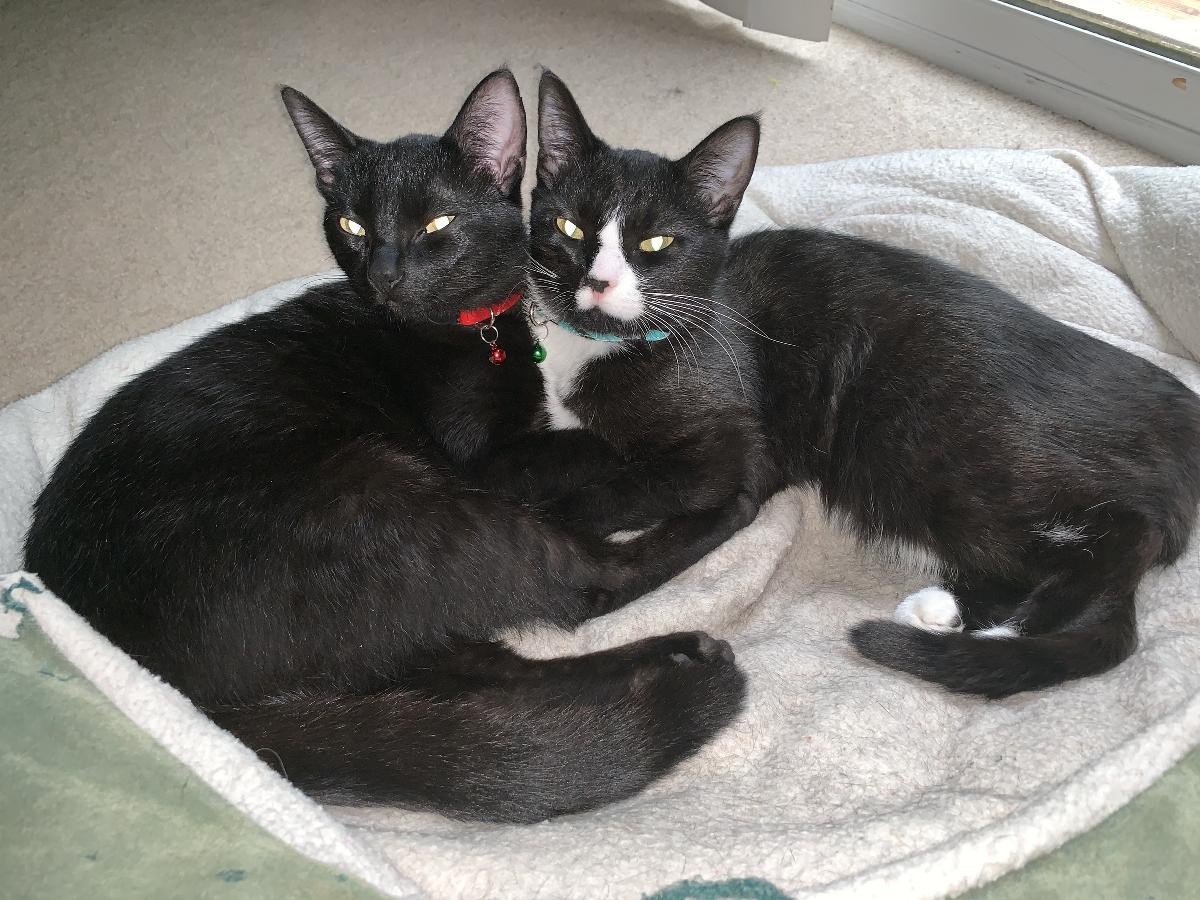 2 black kittens