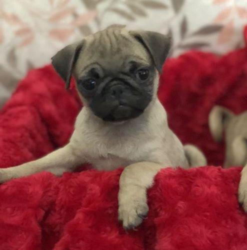 AKC full bred Pug puppies