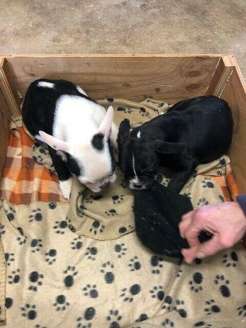 Frenchie Bulldogs (9weeks old) $  each