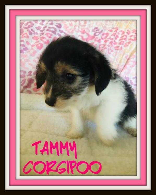 Tammy Female Corgipoo