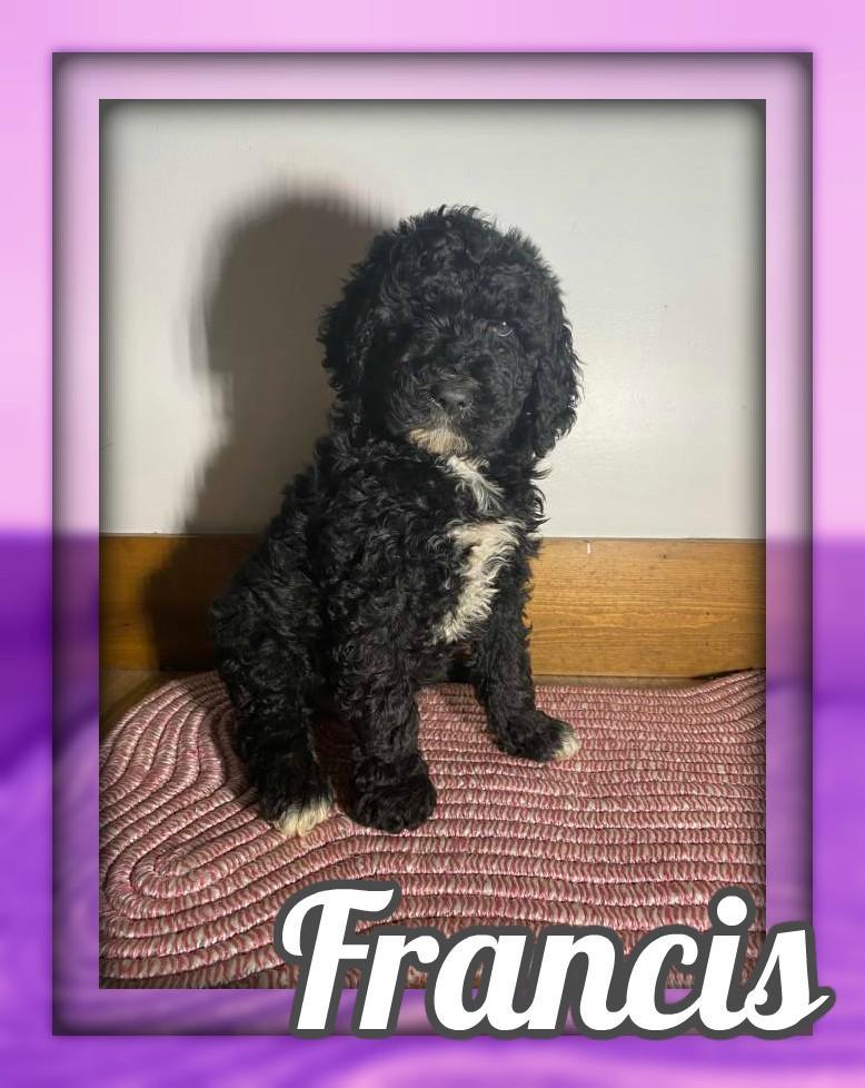 Francis Female Standard Poodle