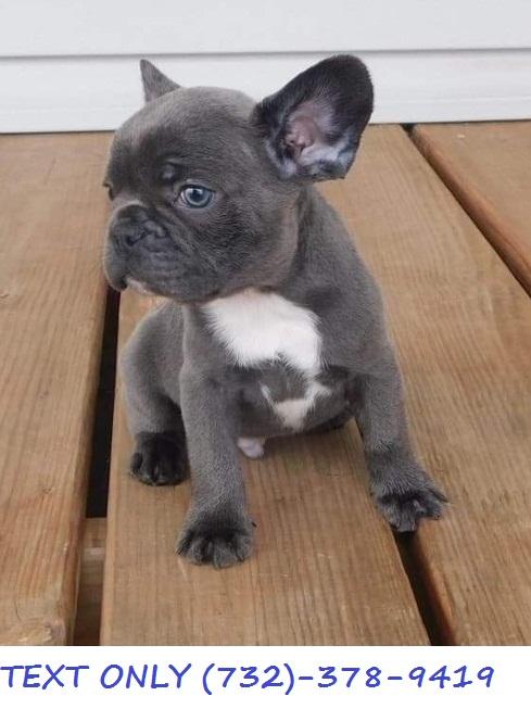 French bulldog puppies with pretty colored eyes.