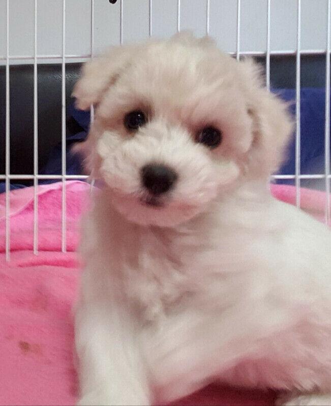 3 adorable Bichon Frise looking for forever home