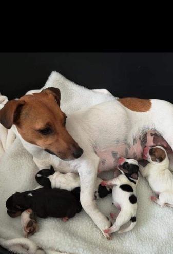 Jack Russell Pups For Sale