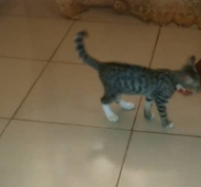 silver bengal kitten
