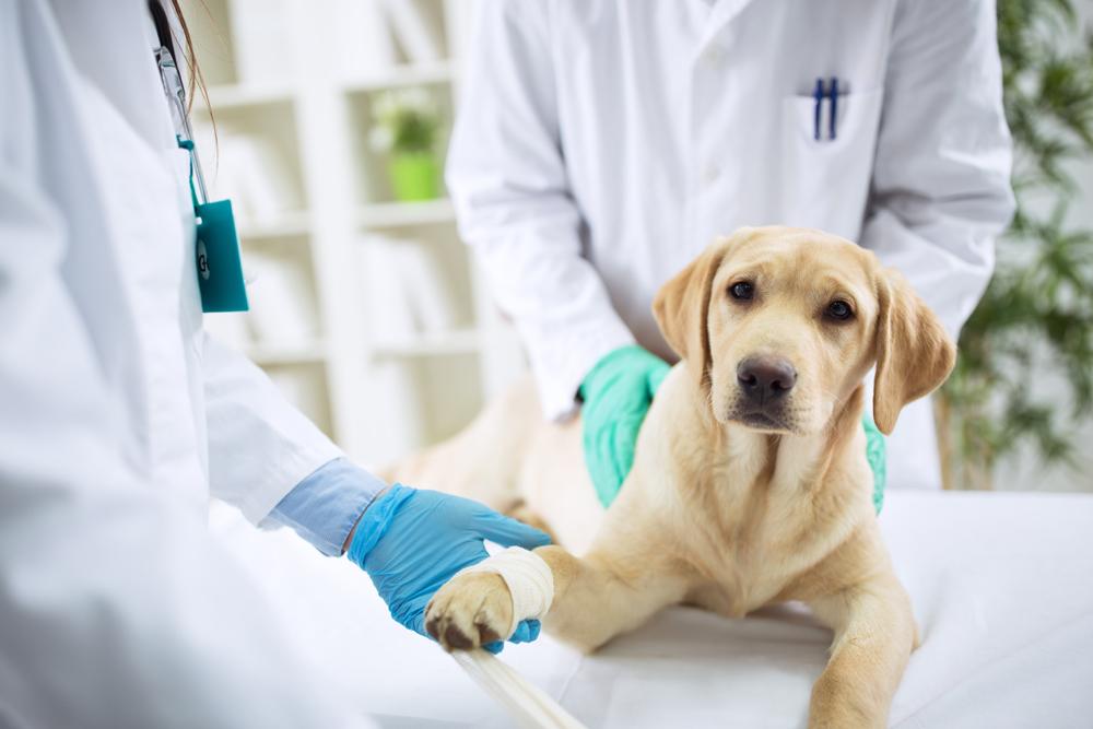 Trusted Veterinary Clinic in Scarborough | Reliable Vets For