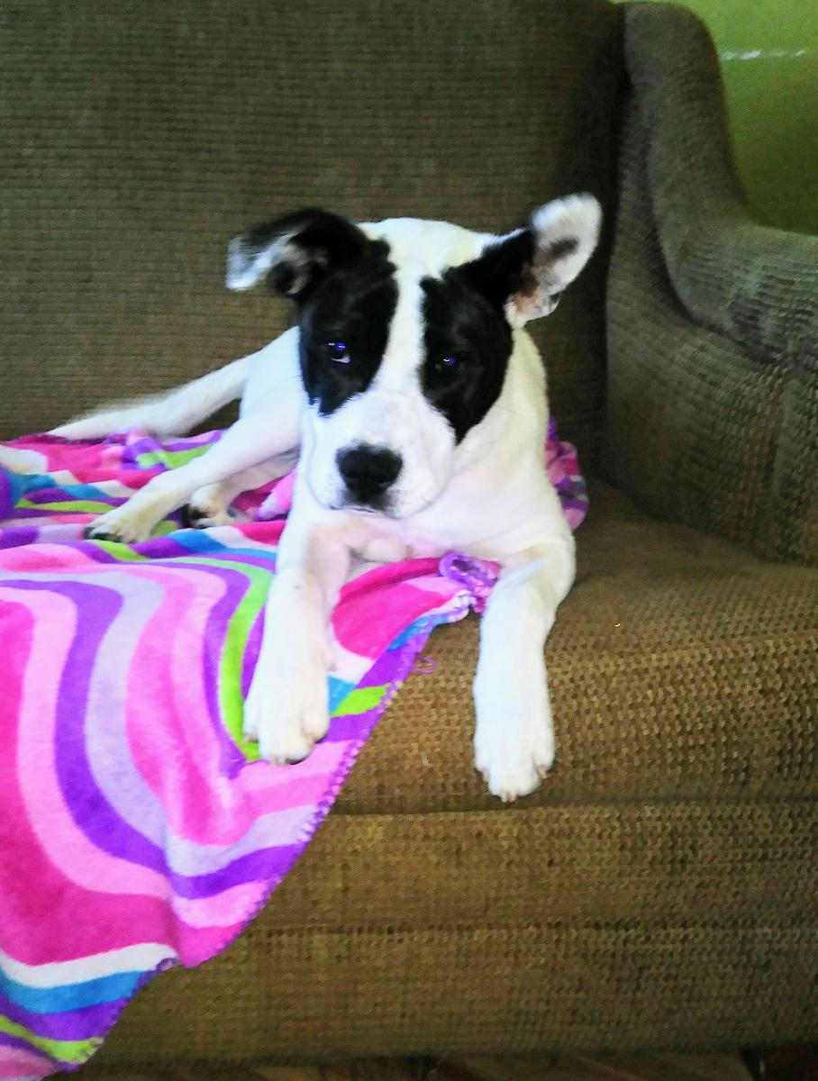 puppy to good home