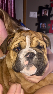 English Bulldog Puppies