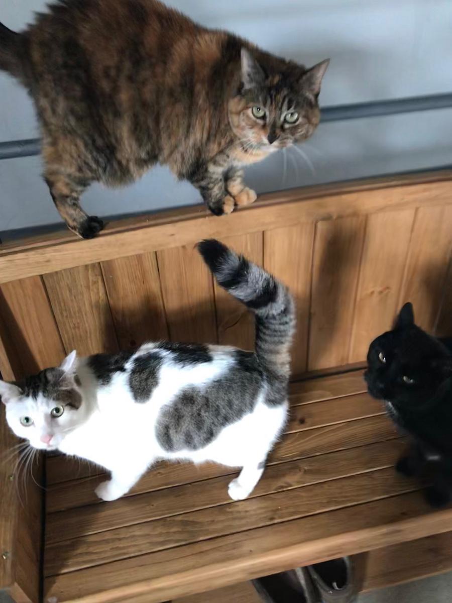 Cats in need of good home