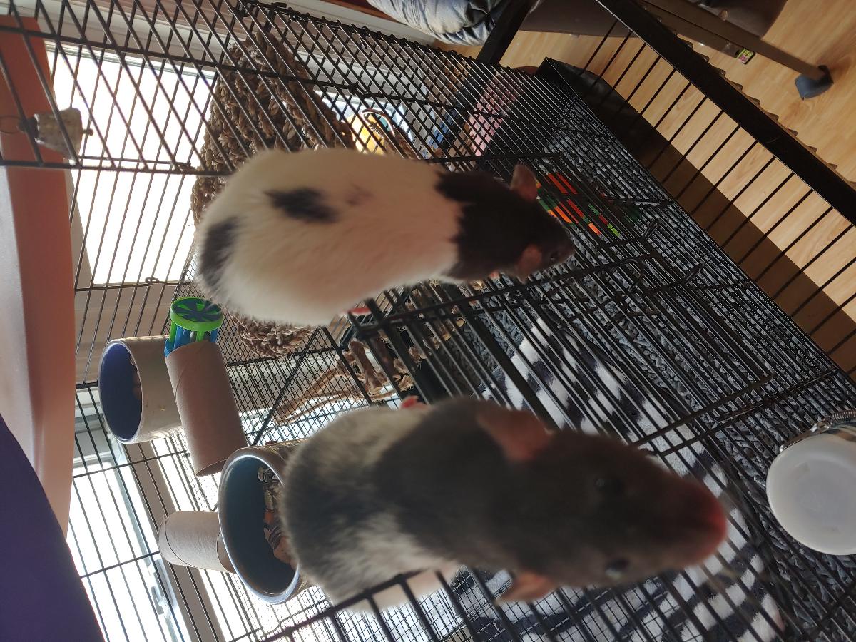 Female Rats with Cage