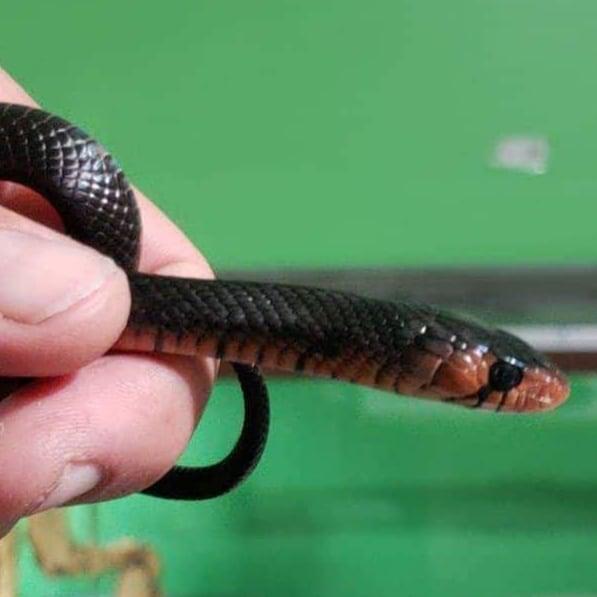 I have a gorgeous pair of red throat eastern indigo snakes.