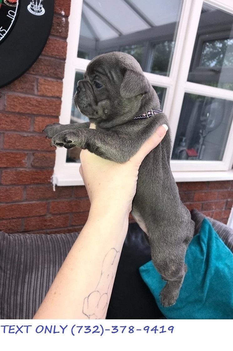 3 Beautiful French Bulldog Puppies For Sale. 2 Males 1