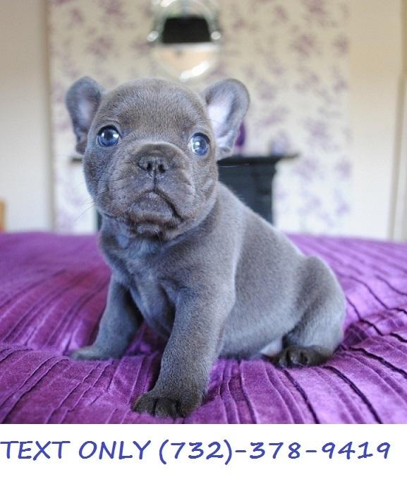 Top QQuality French Bulldogs!!.