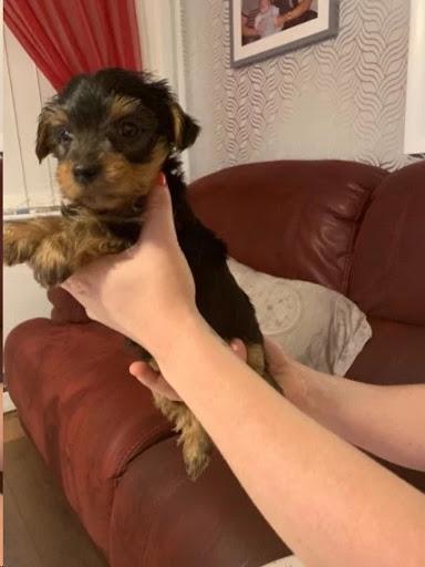 YORKIE PUPPIES FOR REHOMING