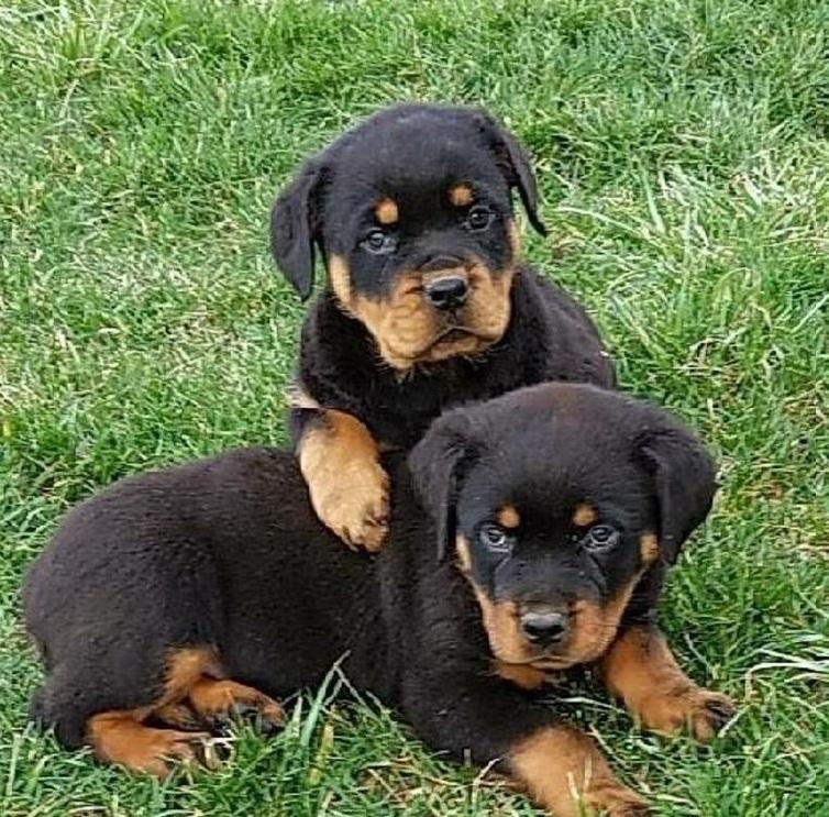 Dolby Rottweiler puppies for sale