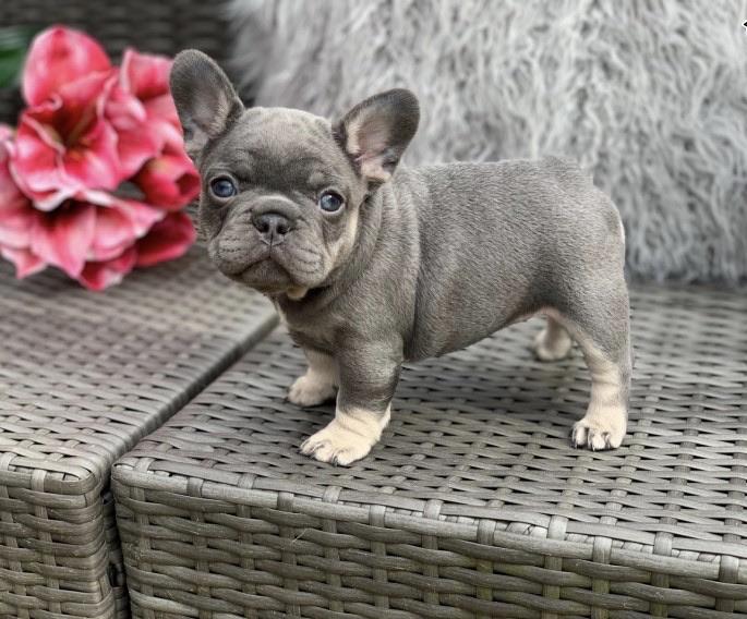 French Bull Dog for sale