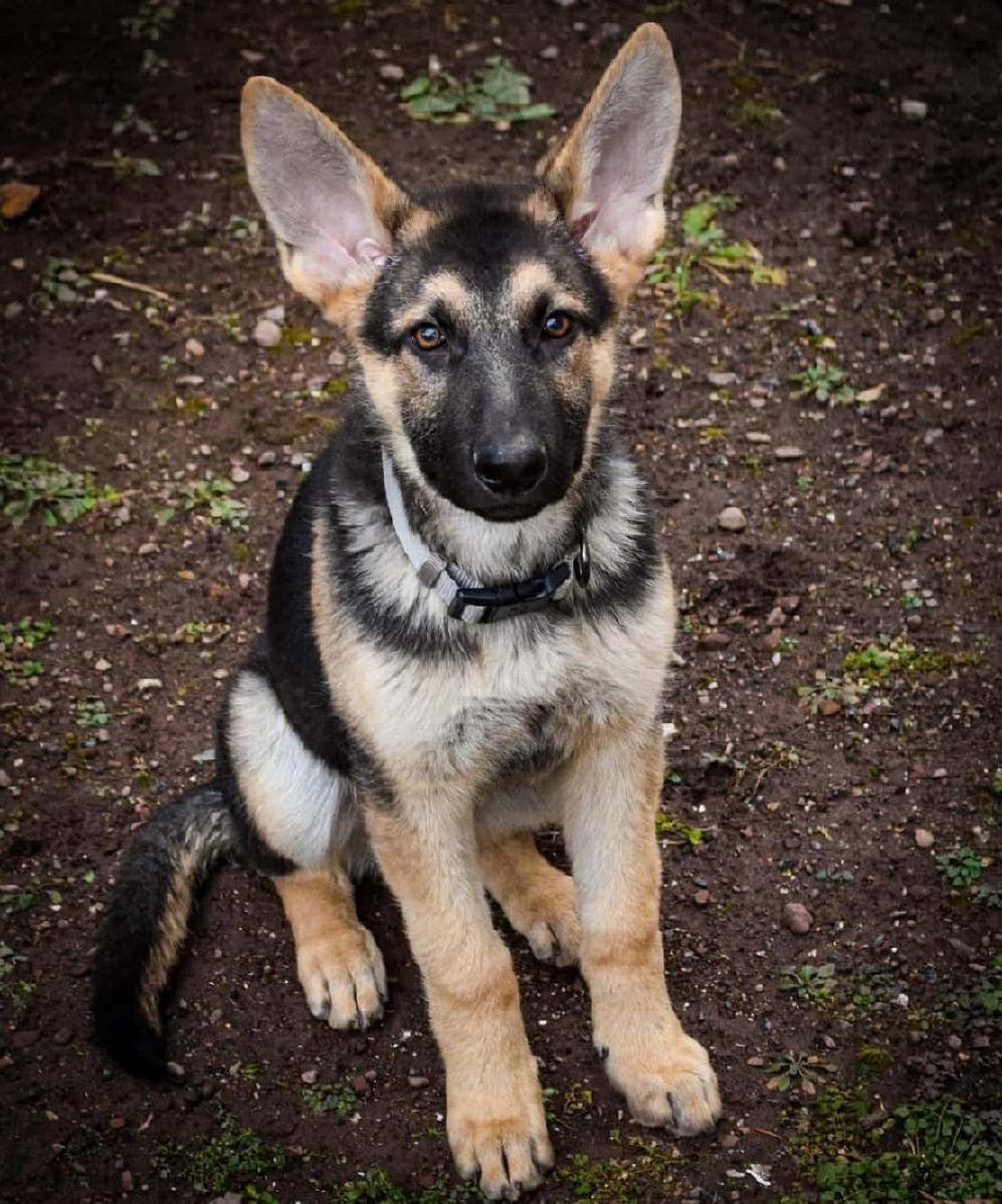 German Shepherd dog for sale