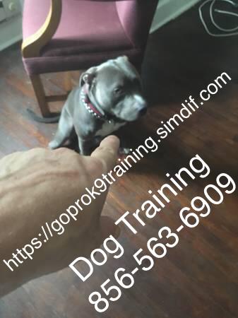 Small dogs medium large giant training for all