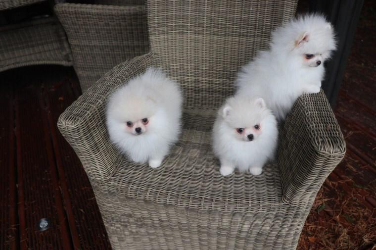 3 adorable CKC pomeranian puppies
