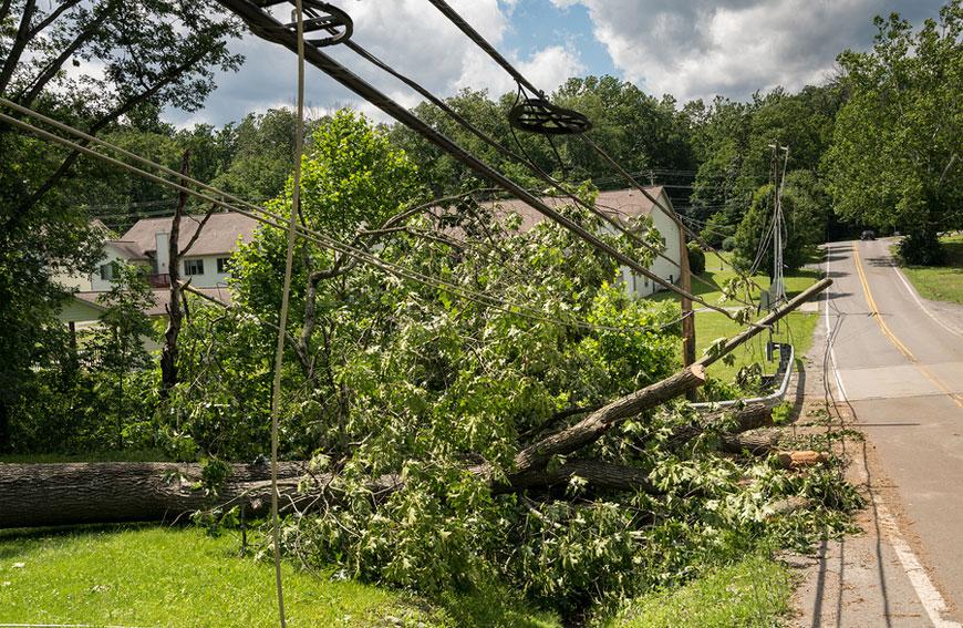 The Dangers of Growing Trees Near Power Lines
