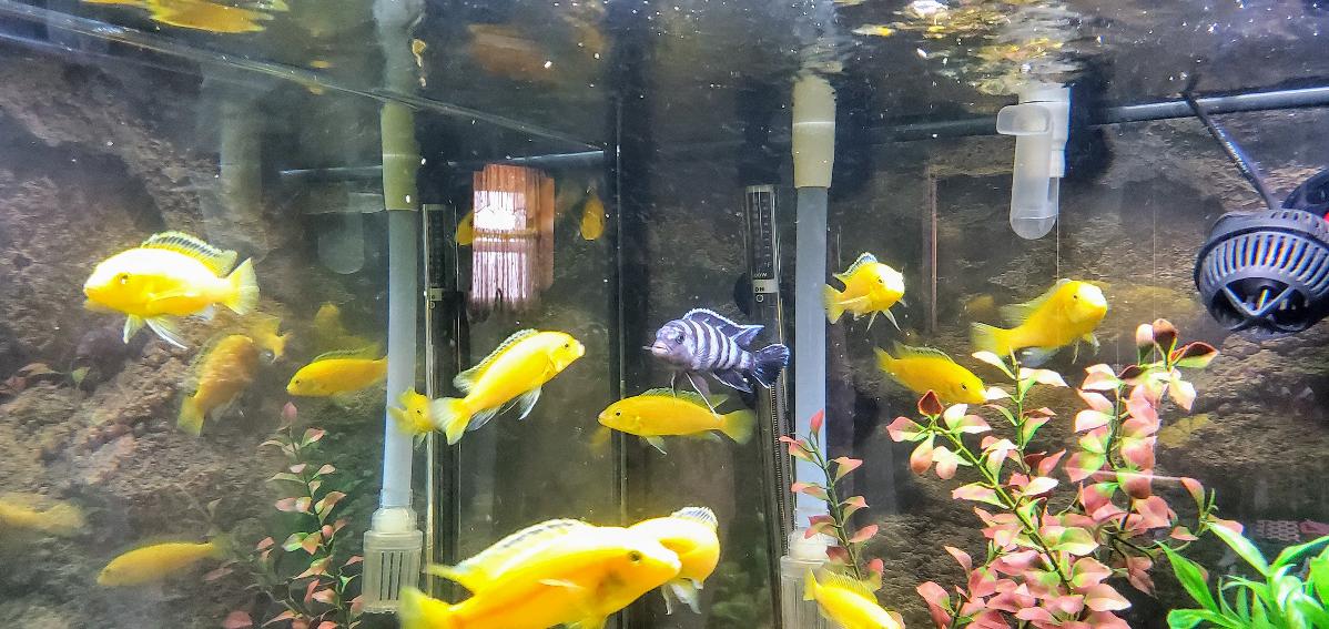 12 African Cichlid's for sale
