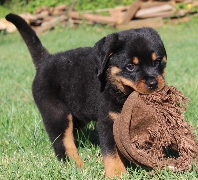 Dicious! Rottweiler puppies for sale