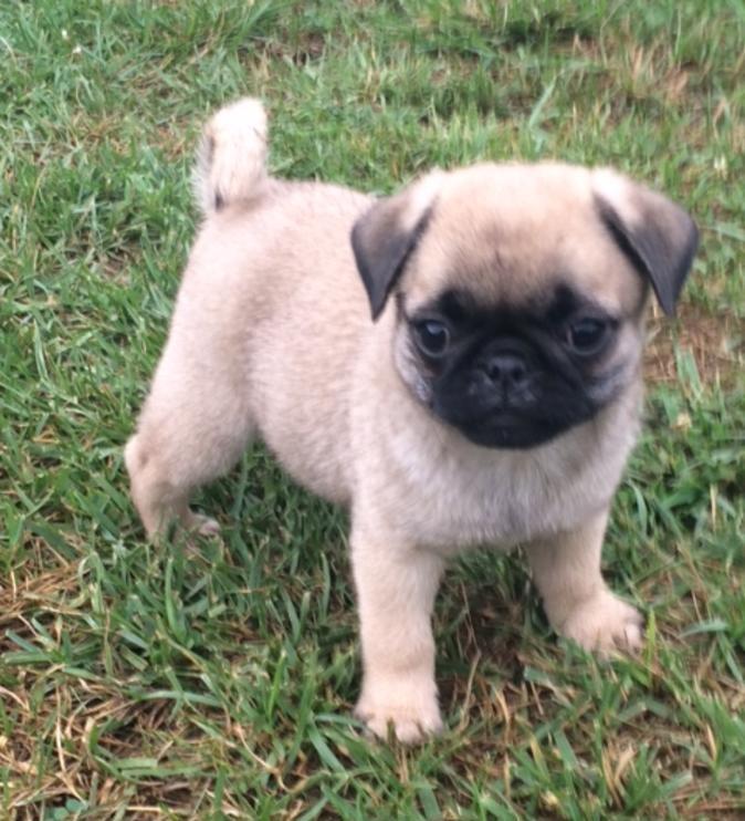 Gilant!Pug puppies for sale