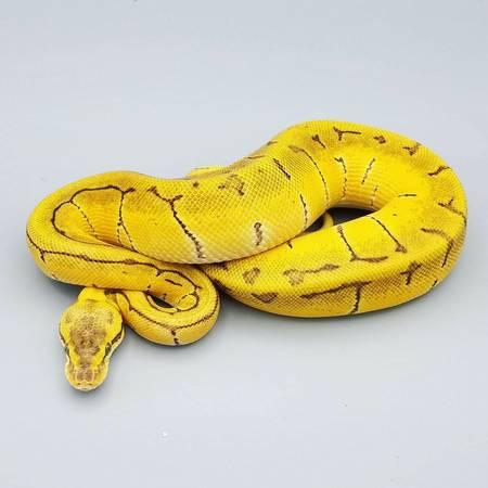 Python Lemonblast female