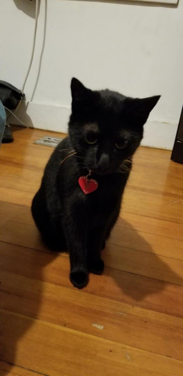 Free Black Male and Female Cats (son is allergic)