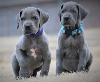 Akiki Blue!Blue Great Dane puppies for sale