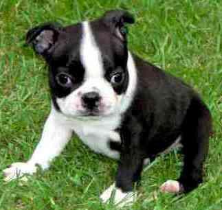 GARET!Akc Boston Terrier puppies for sale