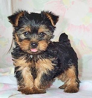 Kindly Yorkie puppies for sale