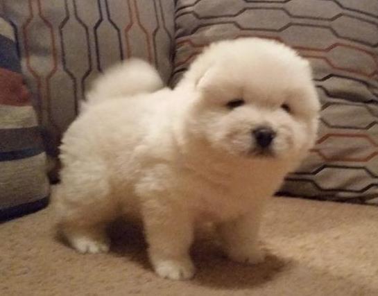 Talented! Chow Chow puppies for sale