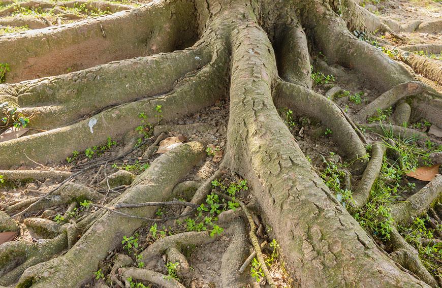 The Proper Way For Caring For Tree Roots