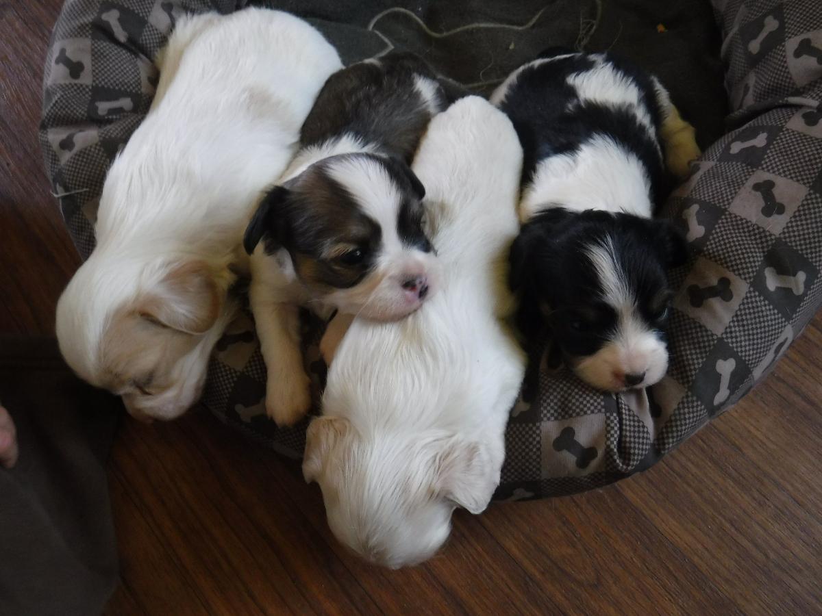 4 week old Chihuahua Cavalier King Charles mix puppies!!!