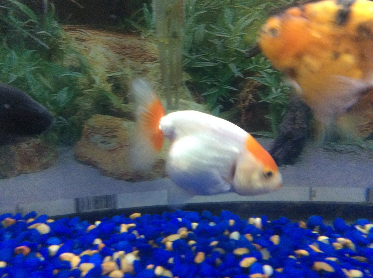Red and white Ranchu goldfish