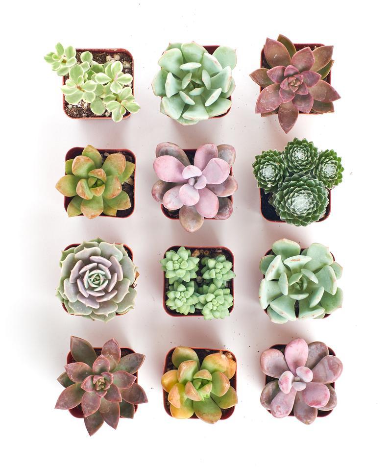 Succulent Mix