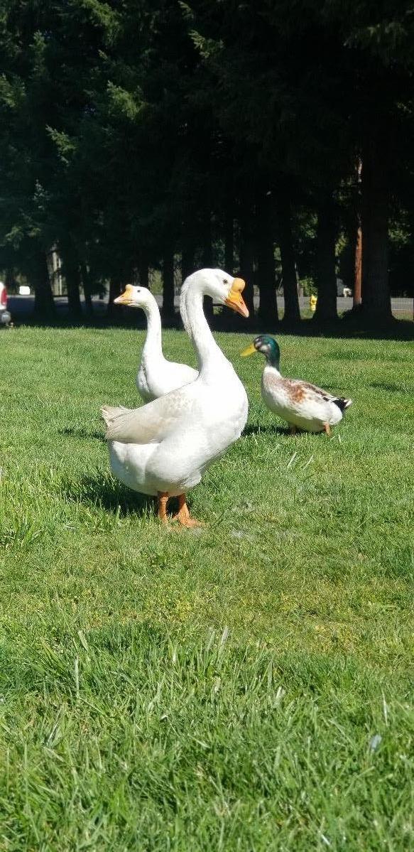 Geese couple