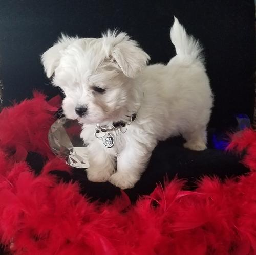 AKC Maltese puppies girls and boys available now.