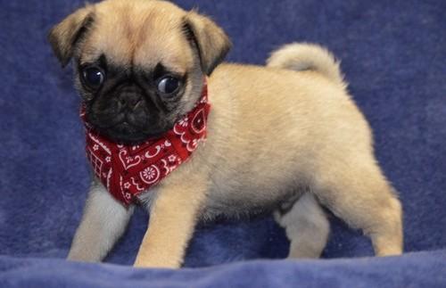 AKC Pug puppies for loving homes.