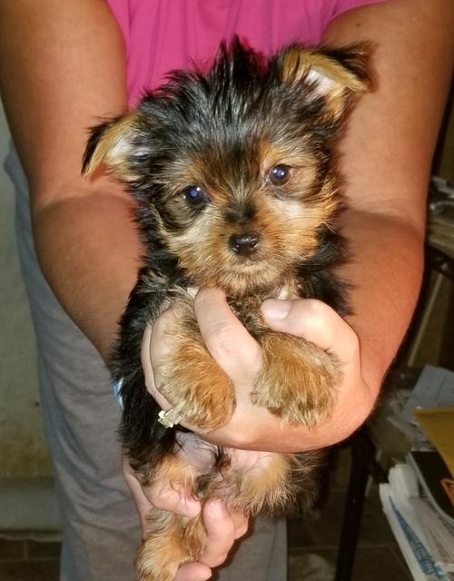 AKC Yorkshire Terrier puppies Available now