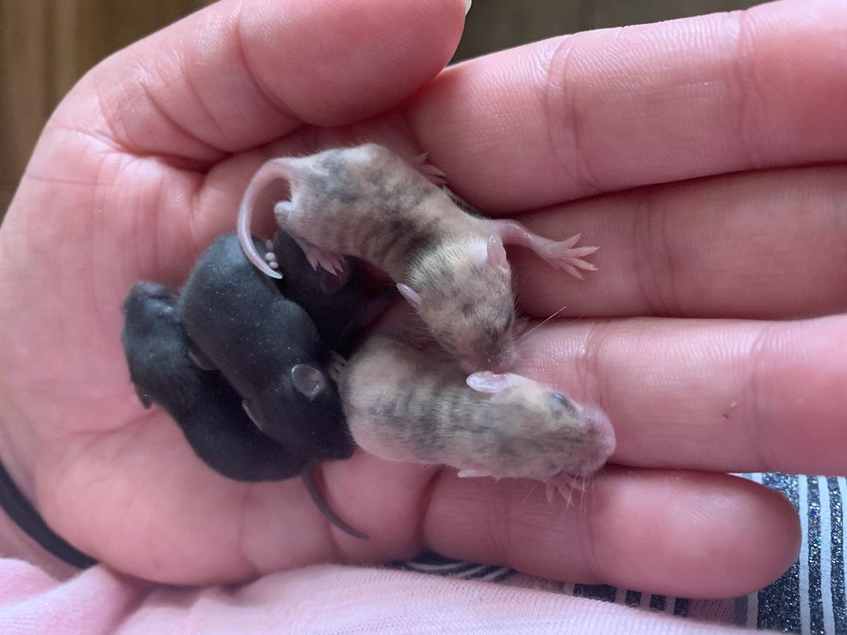 5 baby mice ready to go 4th of July