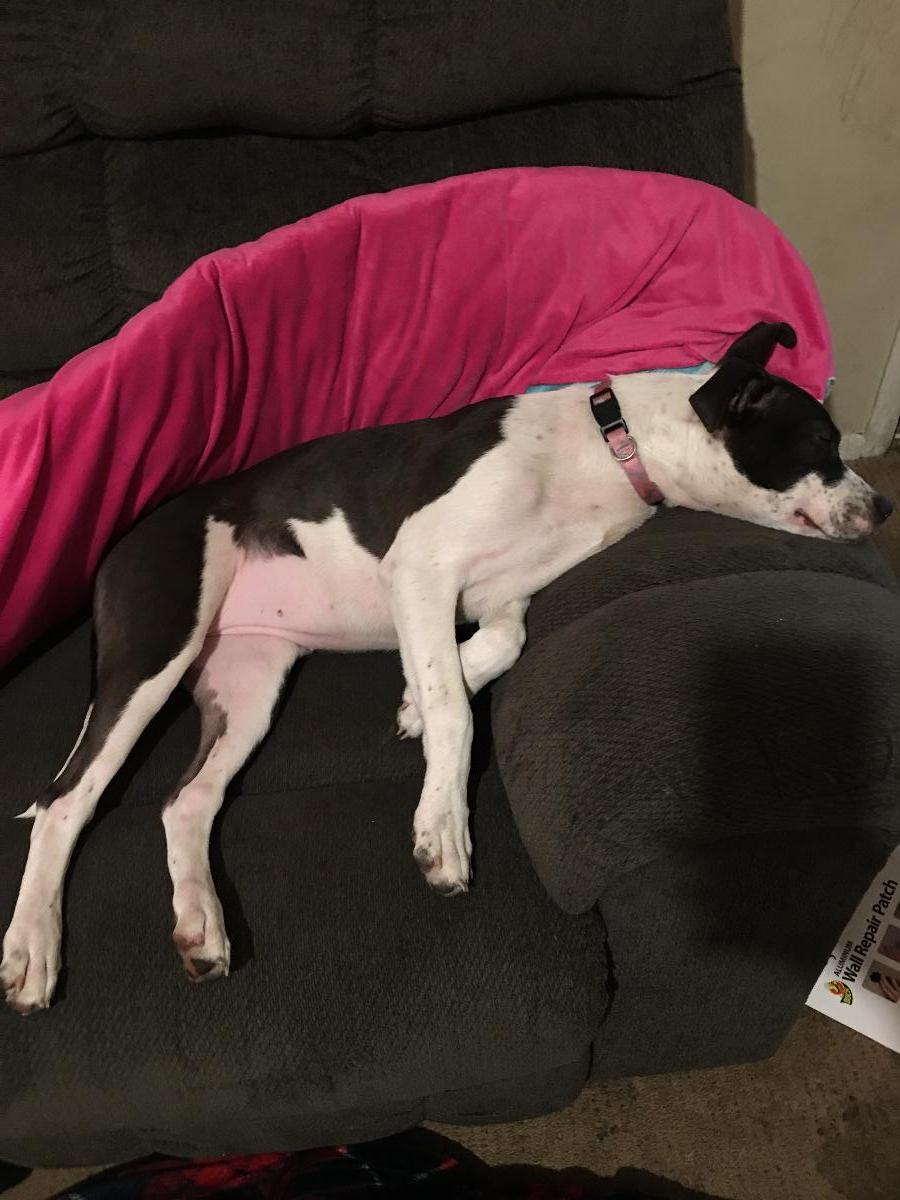 Blue nose pitbull