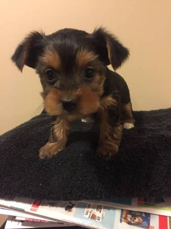 Yorkie Puppies for Re-homing