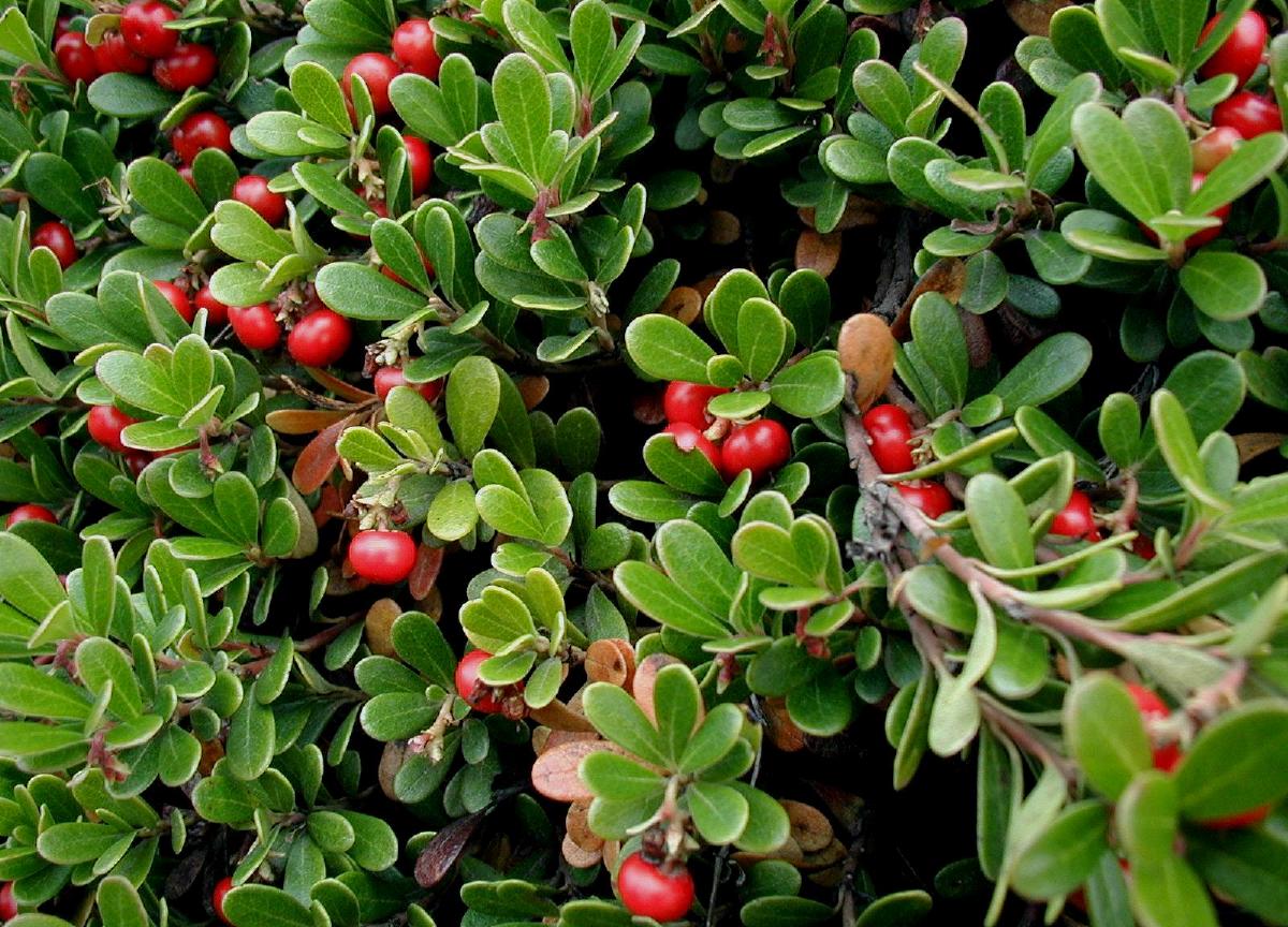 BEARBERRY PLANTS WANTED