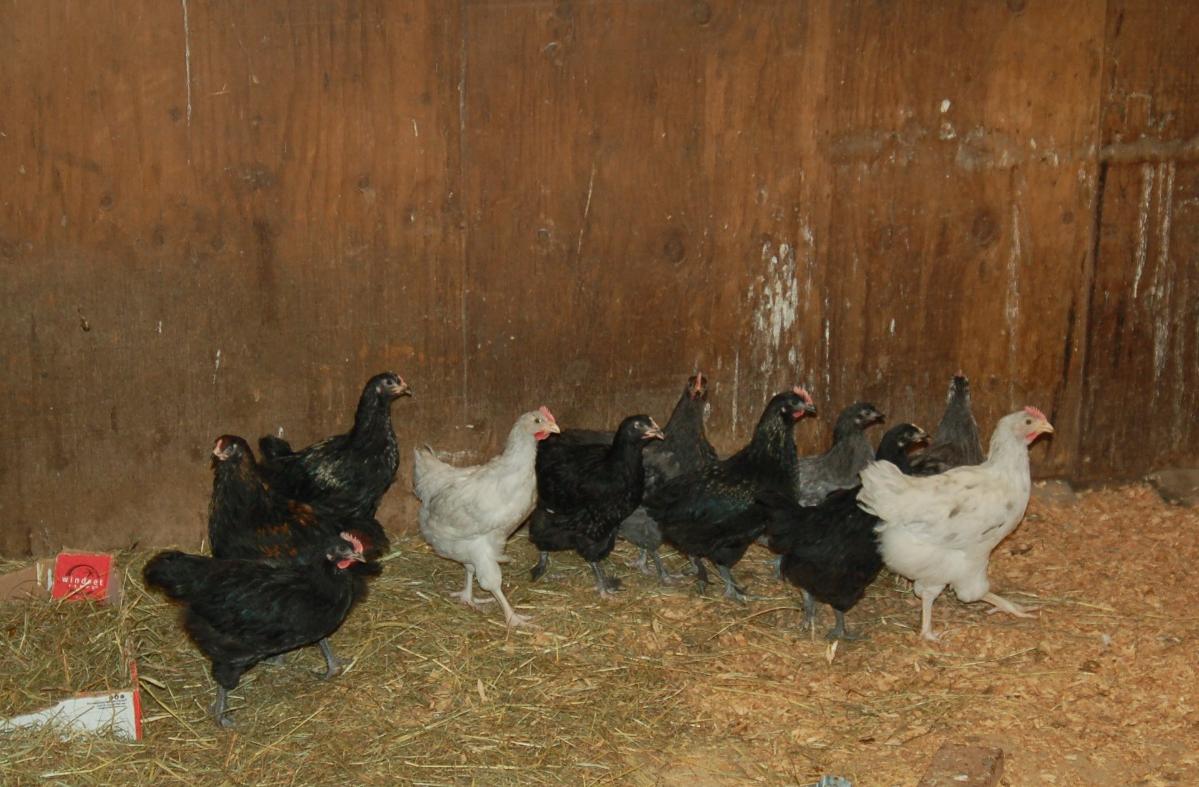 Roosters available 3 months old