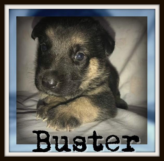 Buster Male AKC German Shepherd
