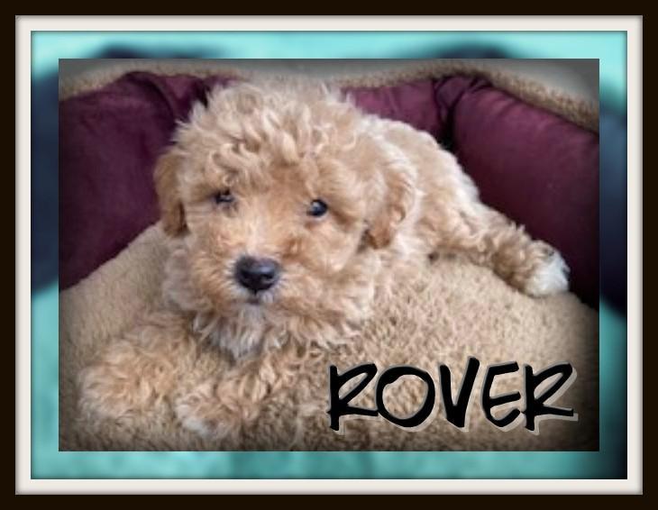 Rover Male Poochon