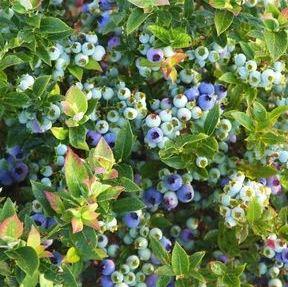 Purchase Vaccinium Jelly Bean Blueberry